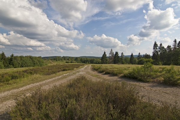 trupbacher heide - (c) r pattke.jpg